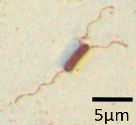 b20alcalophilus_(1).png